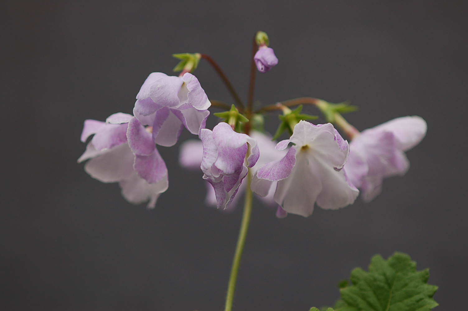 Primula sieboldii 'Fuji Musume' image