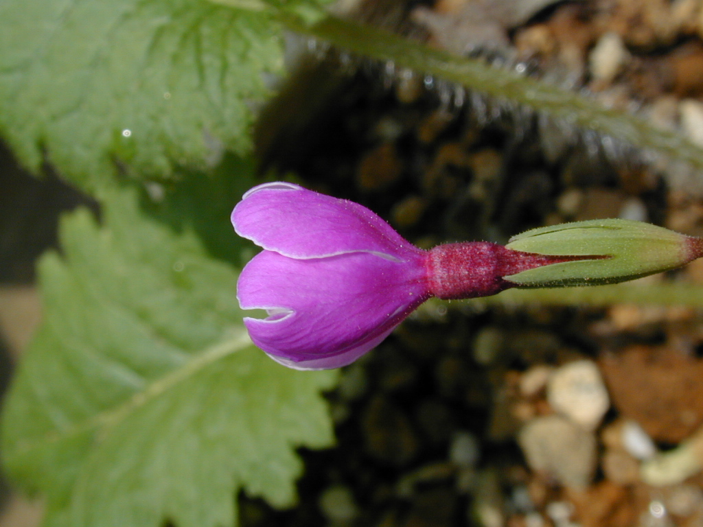 p_s_Ginpukurin image 1