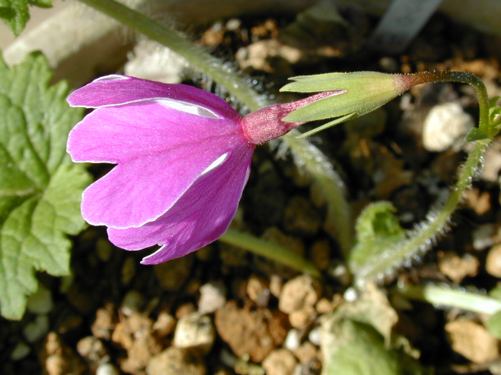 p_s_Ginpukurin image 2