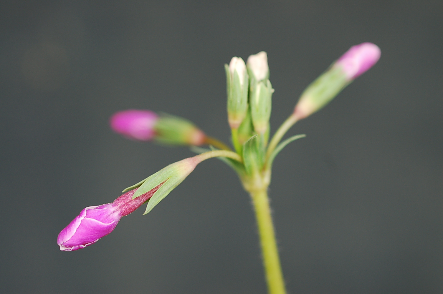 p_s_Ginpukurin image 3