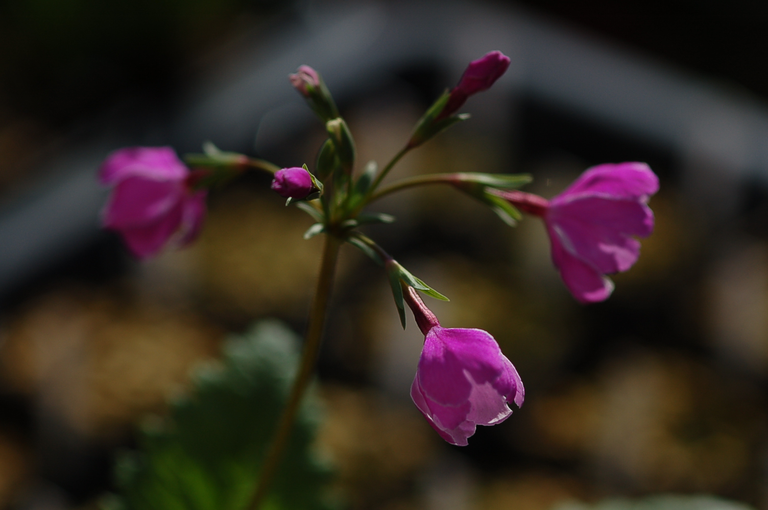 p_s_Ginpukurin image 4