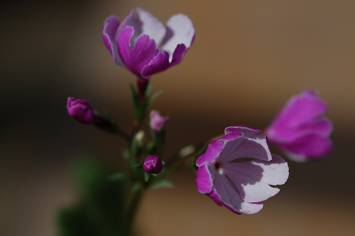 p_s_Ginpukurin image 5