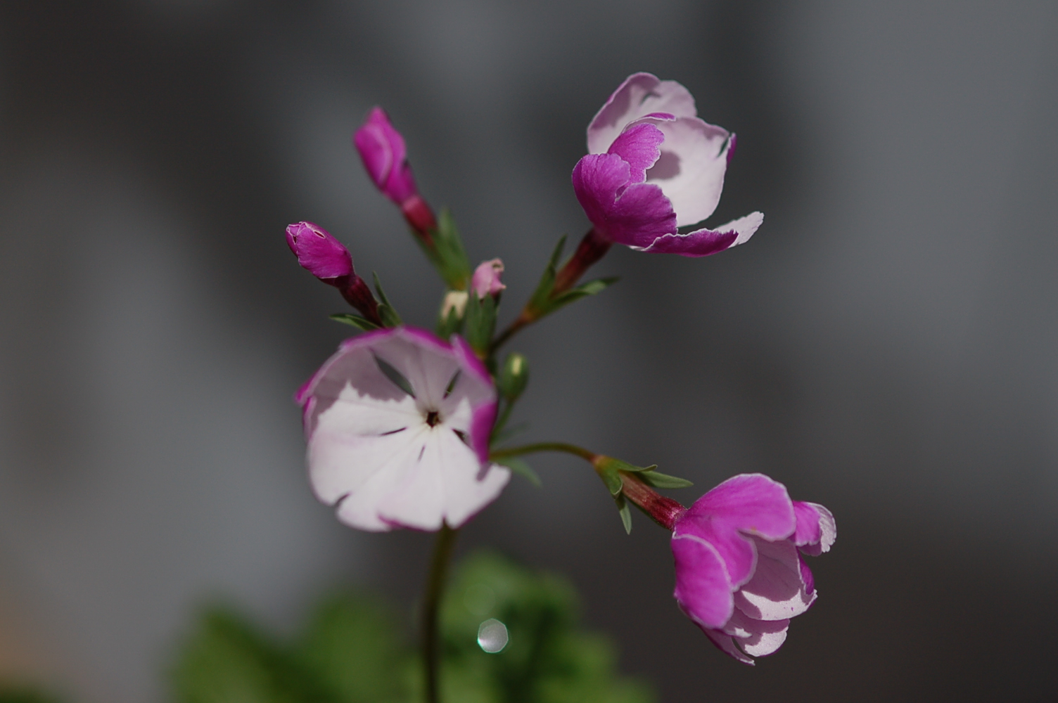 p_s_Ginpukurin image 6