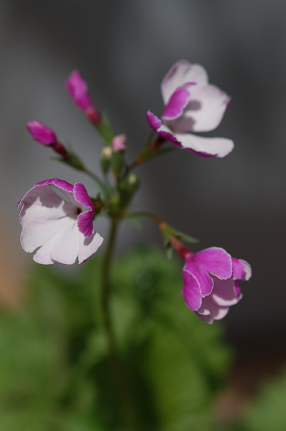 p_s_Ginpukurin image 7