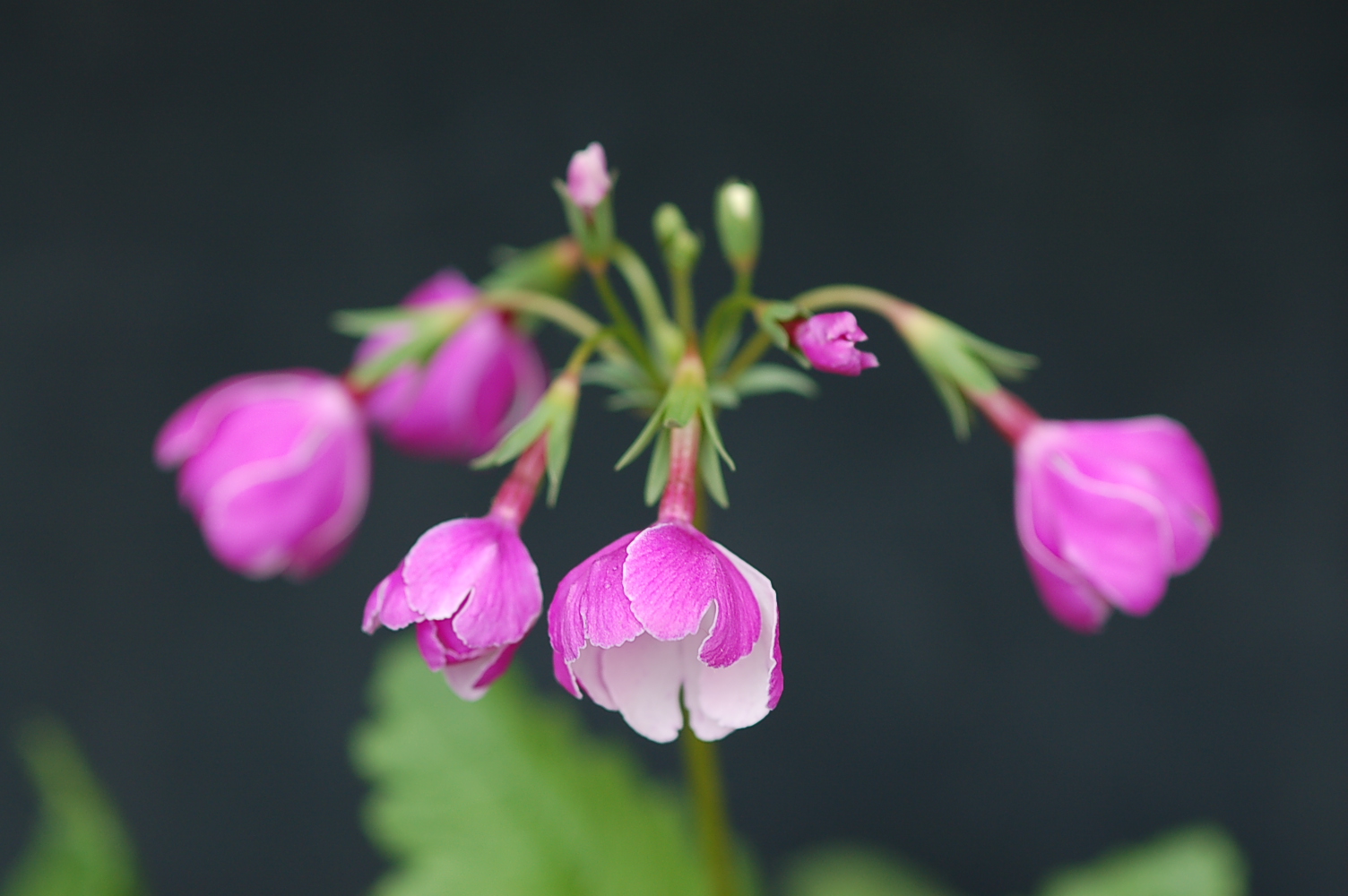 Primula sieboldii 'Ginpukurin' image