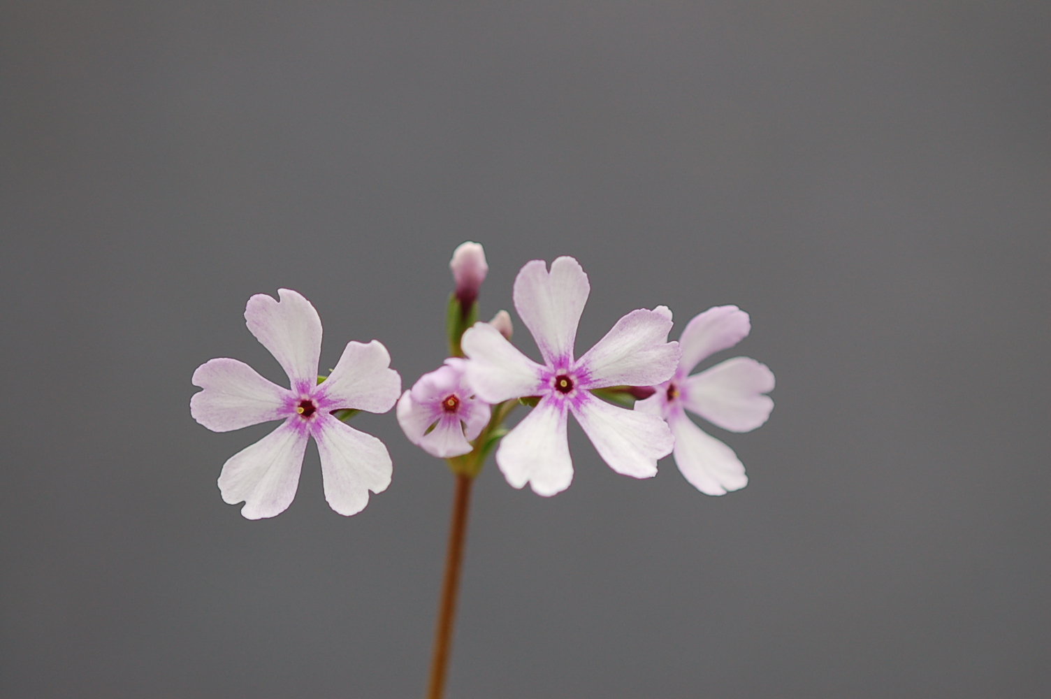 p_s_Janomegasa image 1