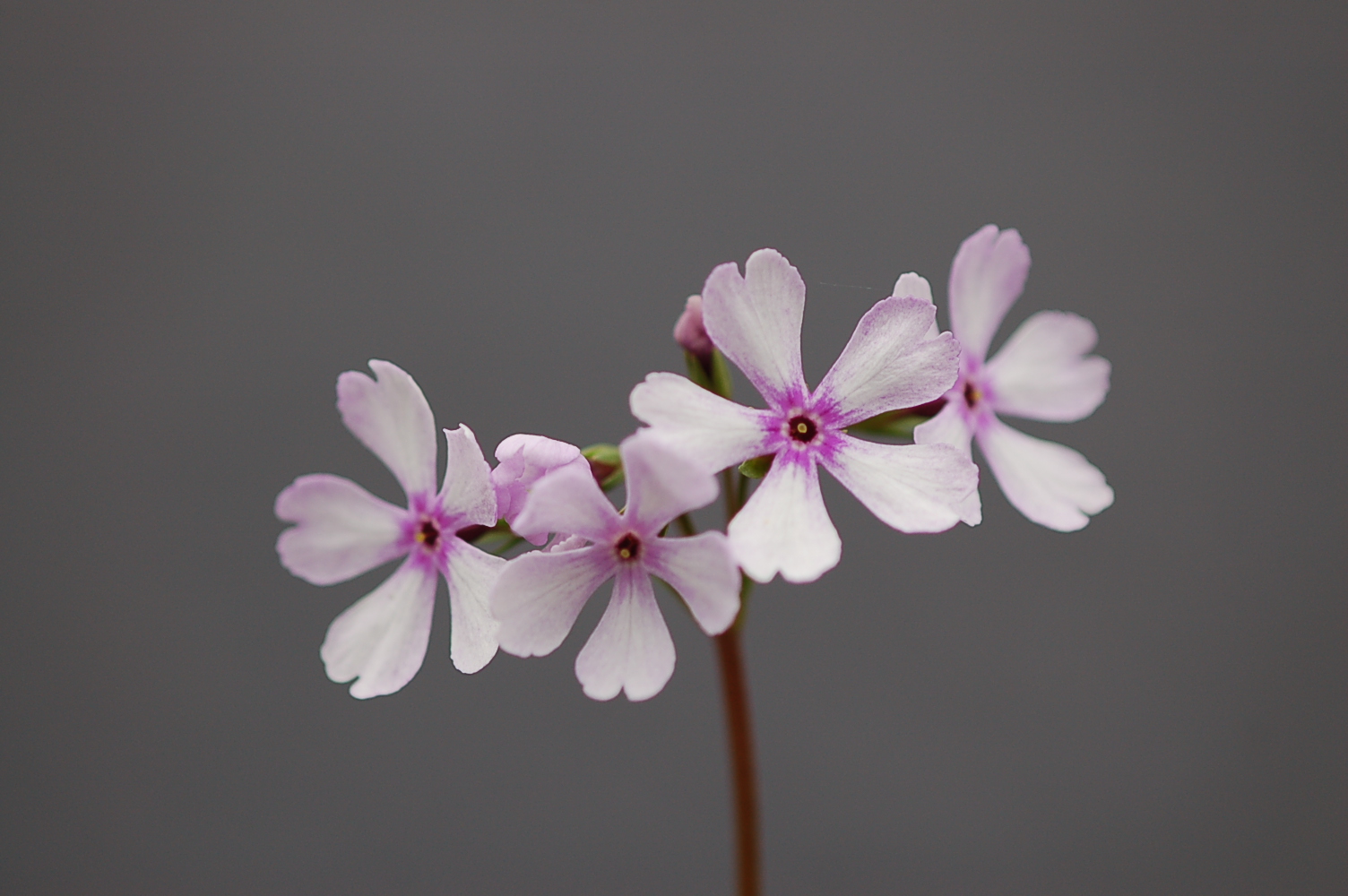 p_s_Janomegasa image 2