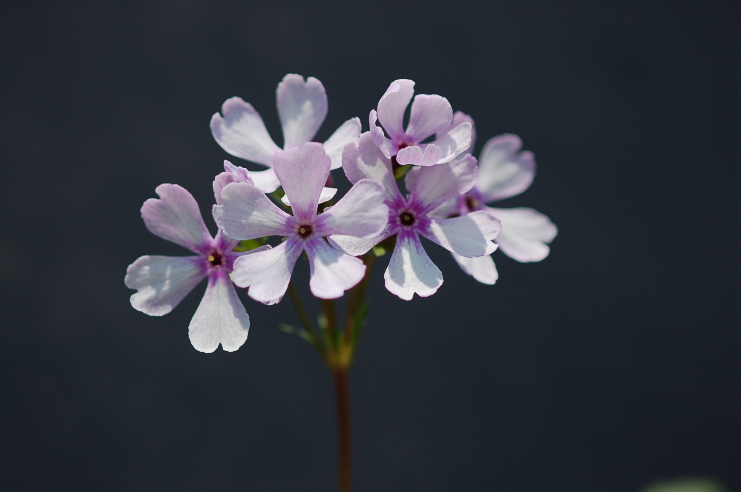 p_s_Janomegasa image 3