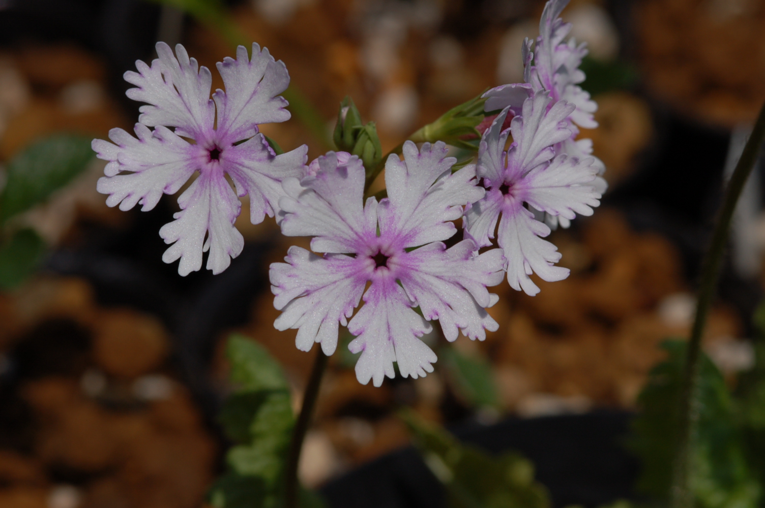 Primula sieboldii 'Kashima' image