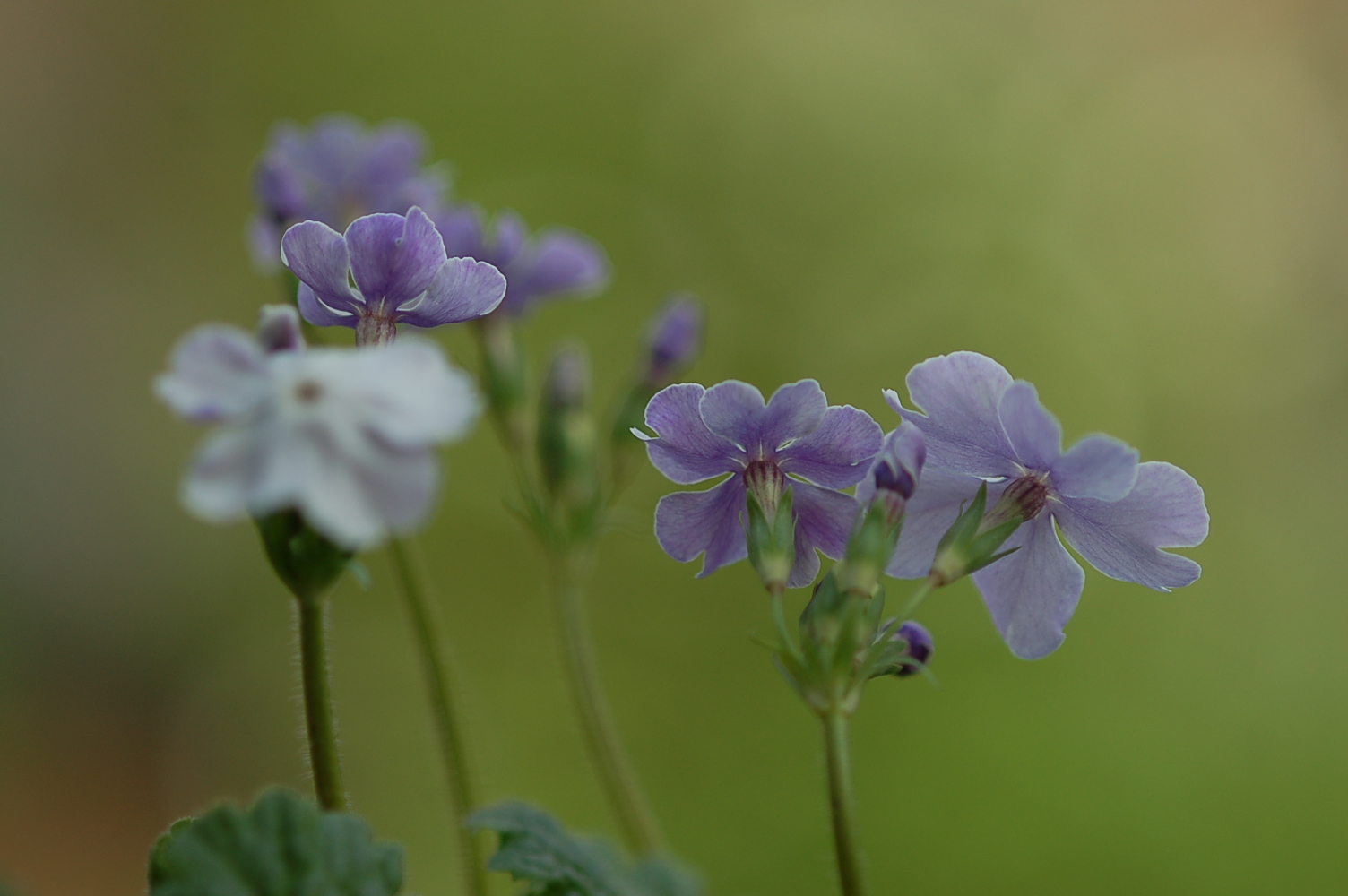 p_s_Kihi-no-Yume image 2