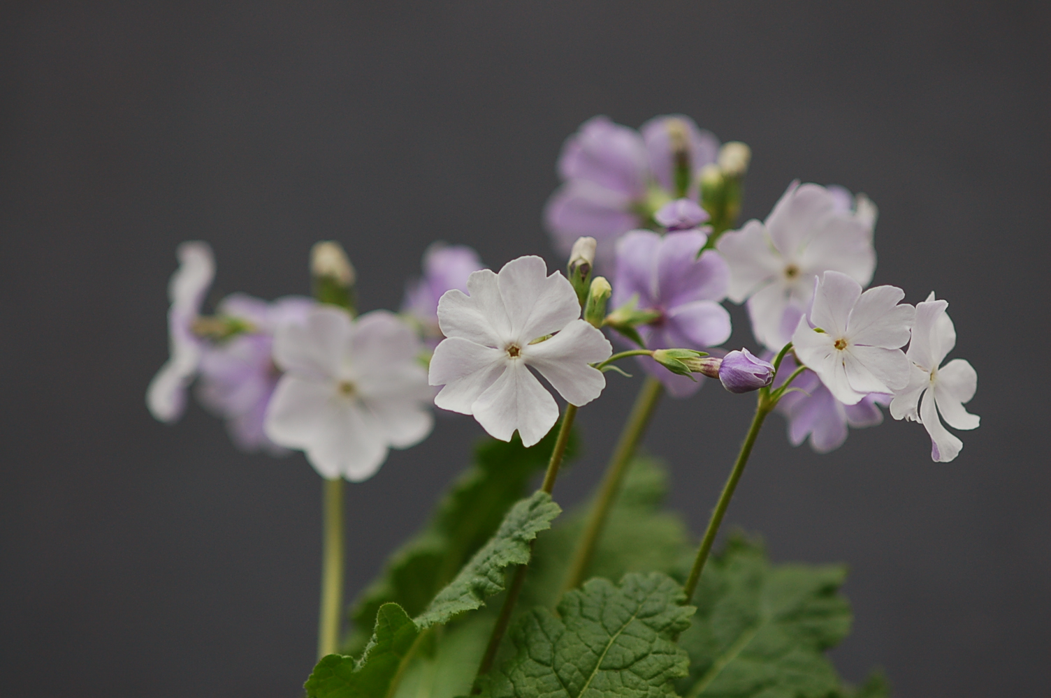 p_s_Kihi-no-Yume image 4