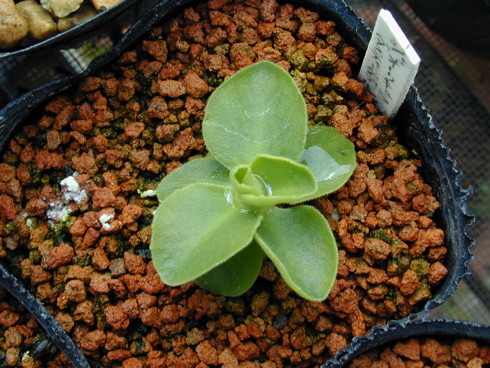 primula pubescens image 14