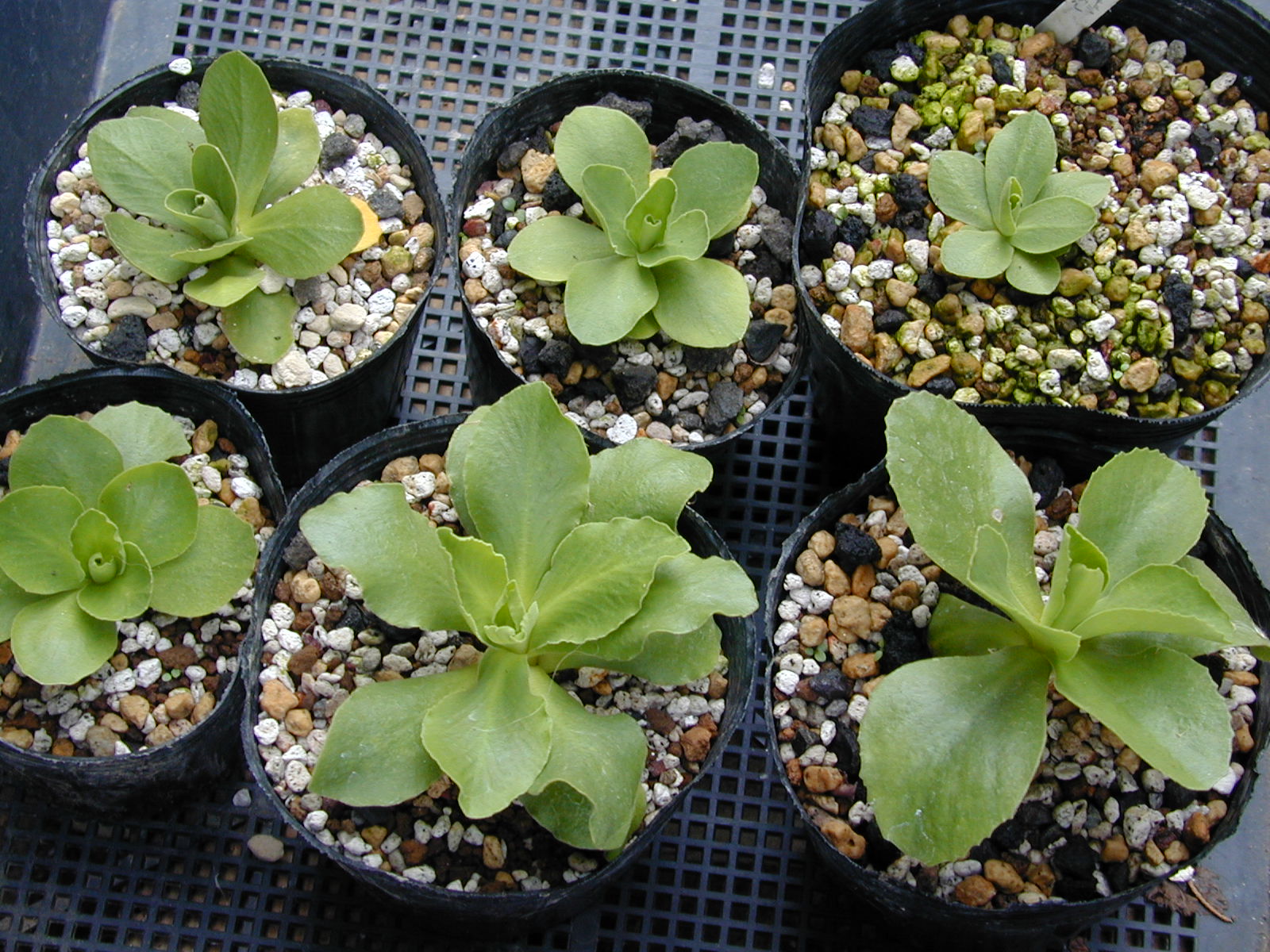 primula pubescens image 15