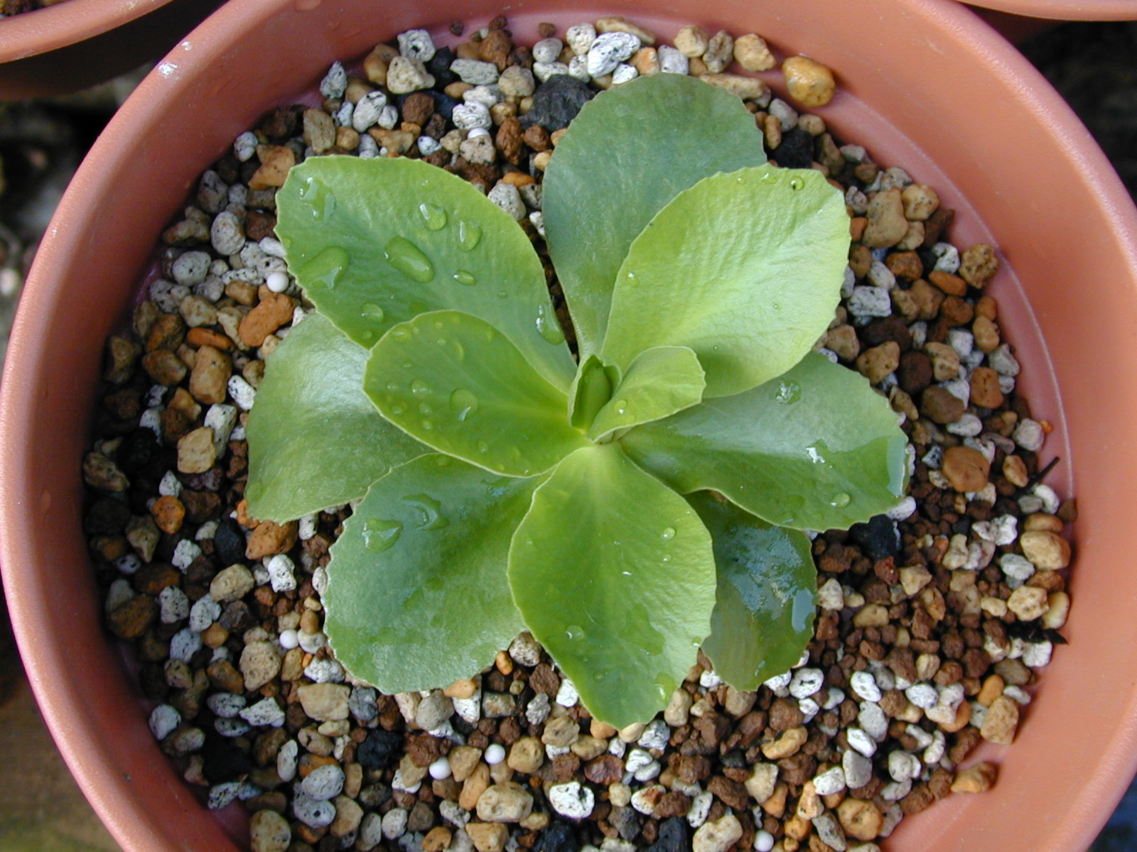 primula pubescens image 17