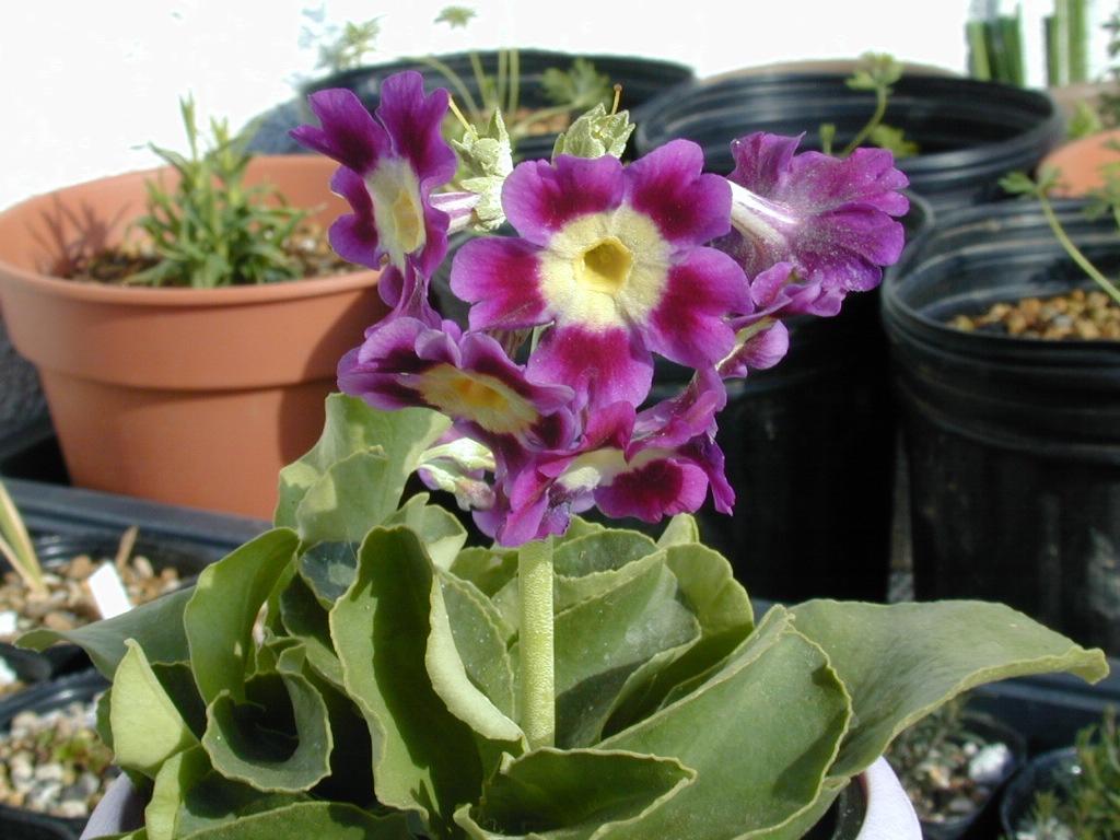 primula pubescens image 18