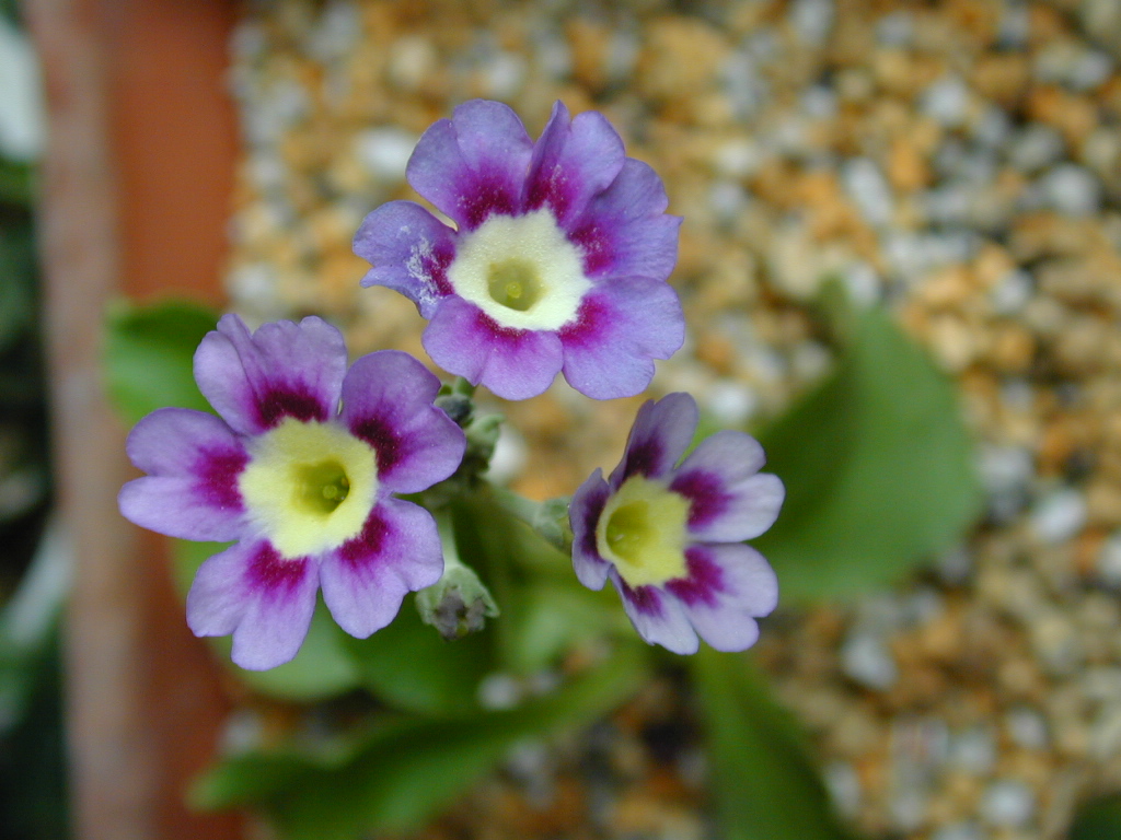 primula pubescens image 19