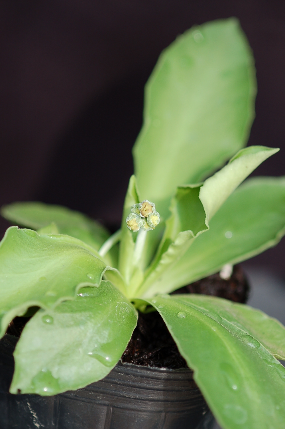 primula x pubescens Border Auricula image 5