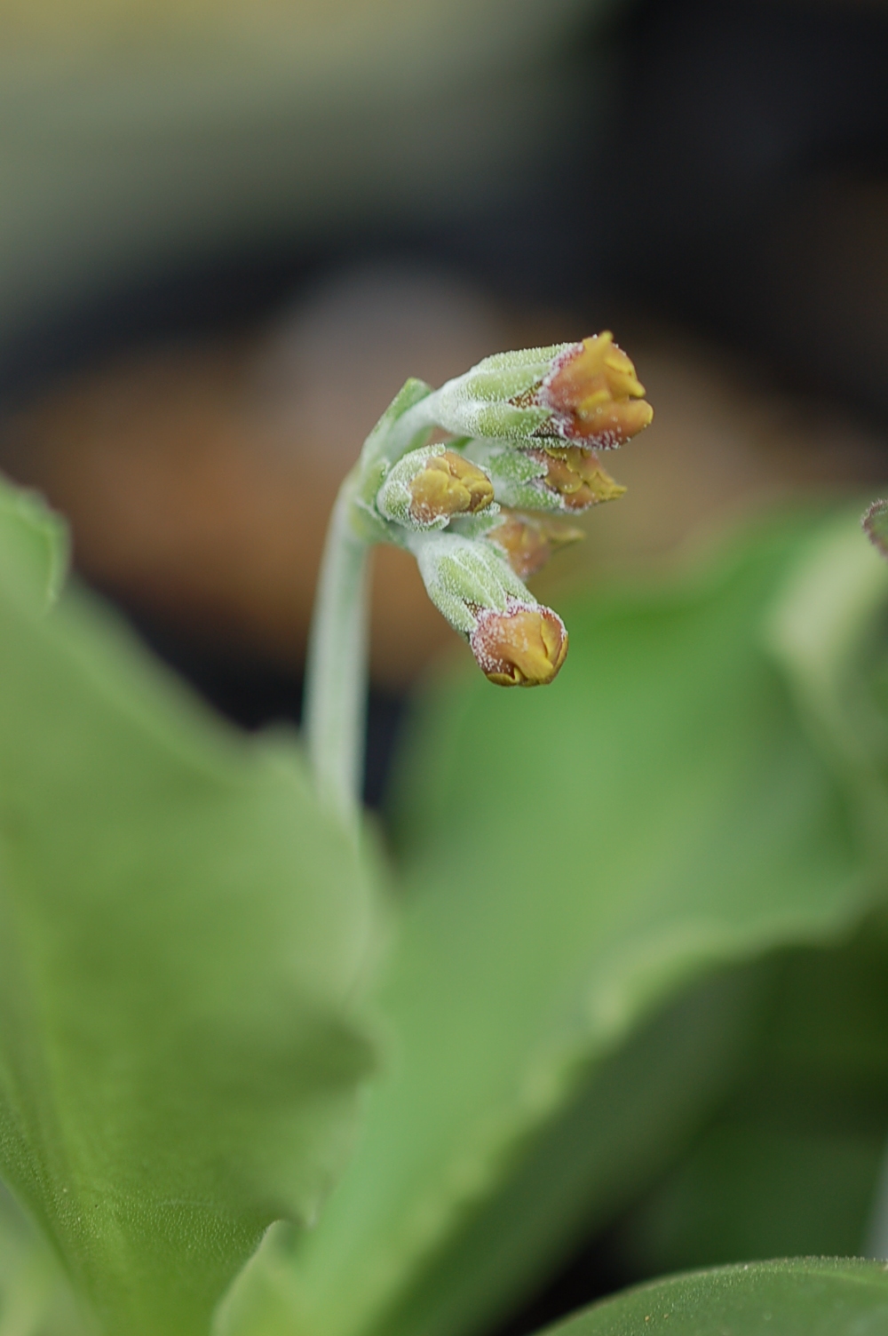 primula x pubescens Border Auricula image 6