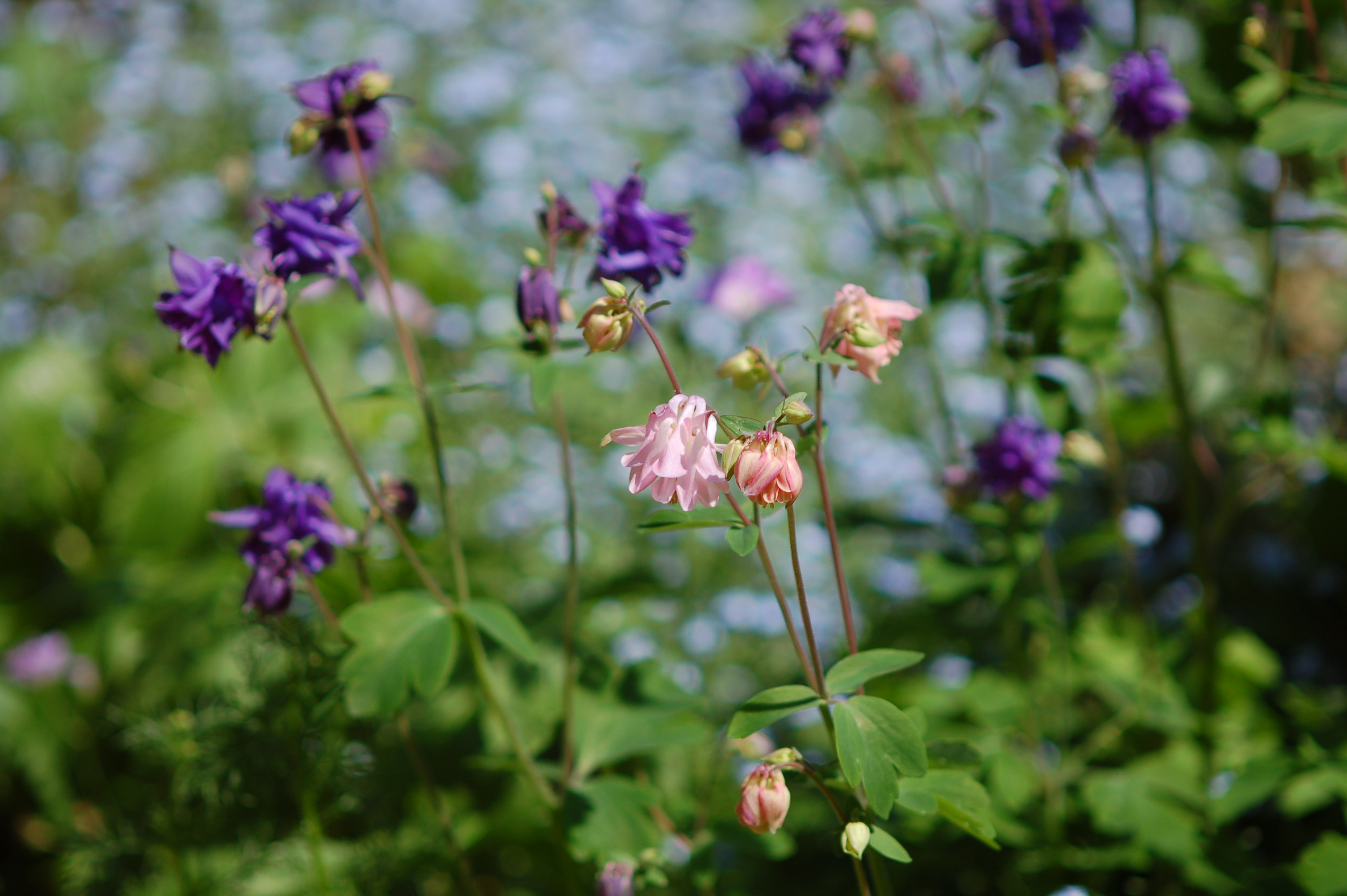 aquilegia image