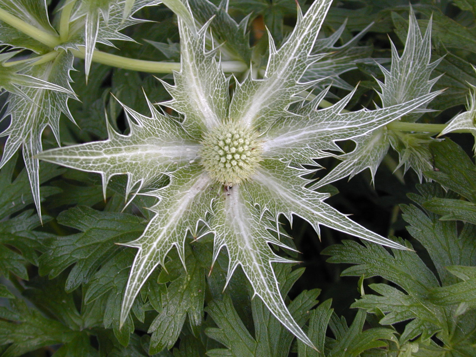 eryngium_giganteum_MissWillmotsGhost image