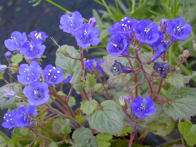 phacelia_campanularia image