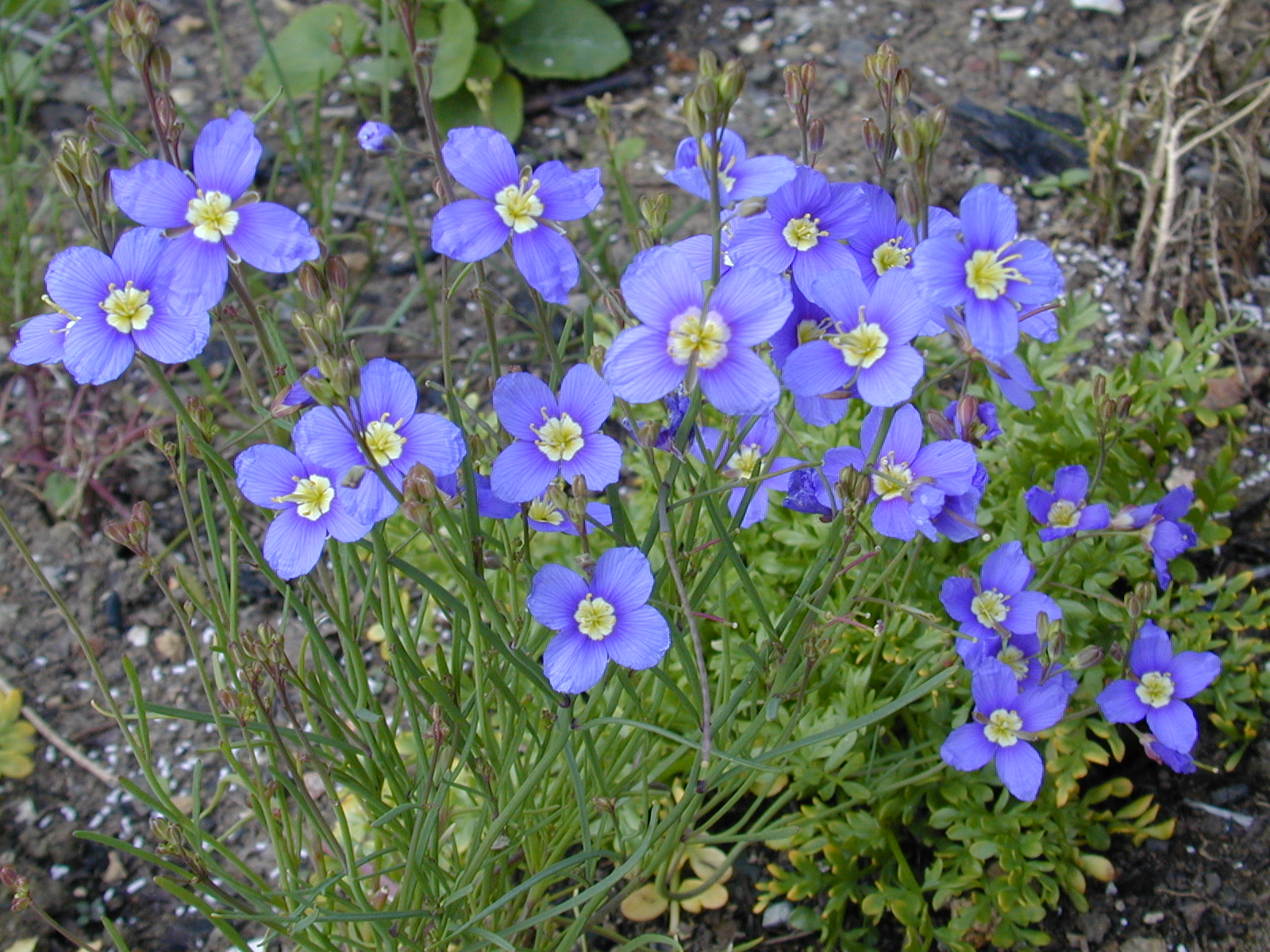 heliofila_longifolia image