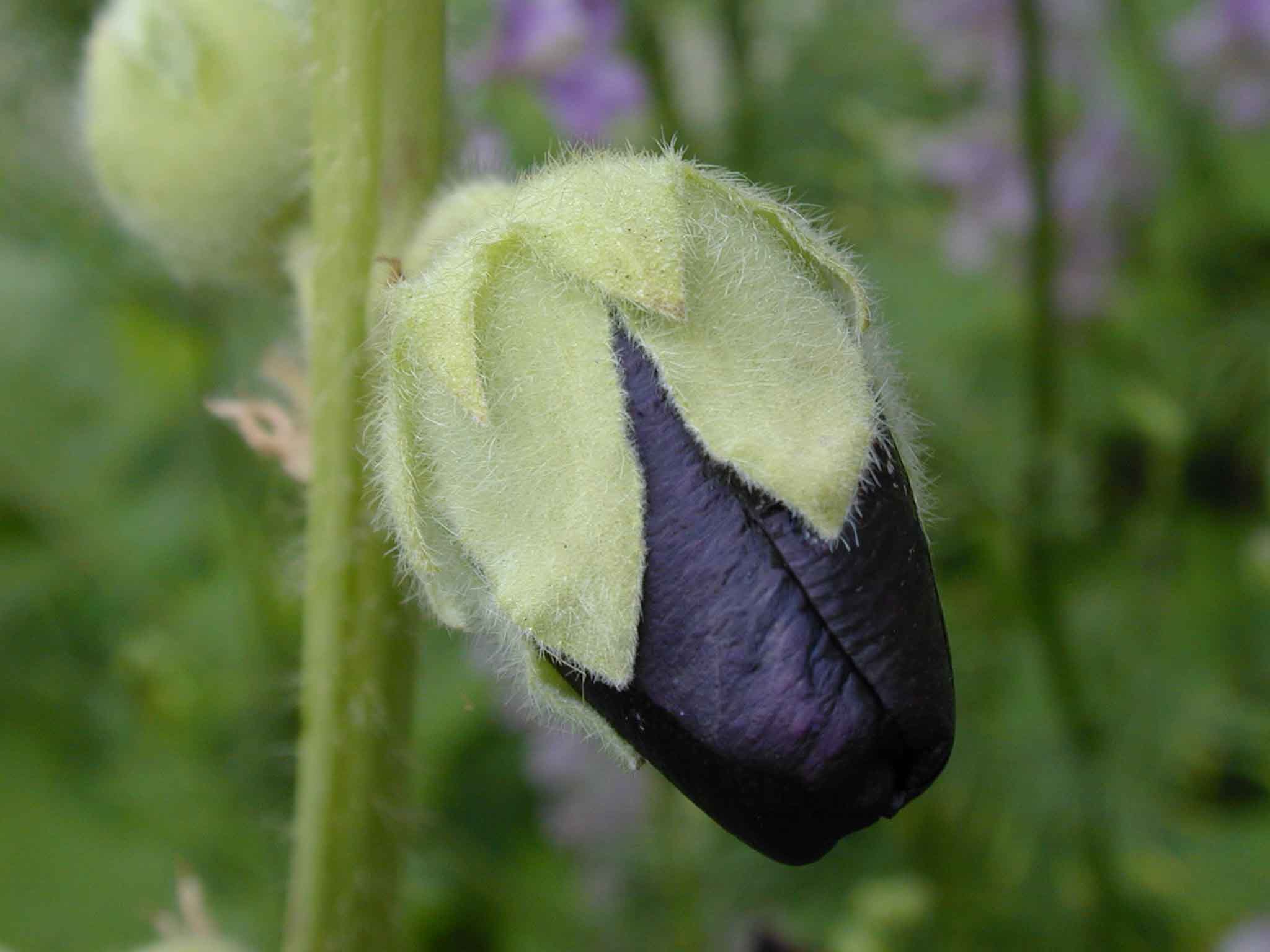 alcea_rosea_nigra image
